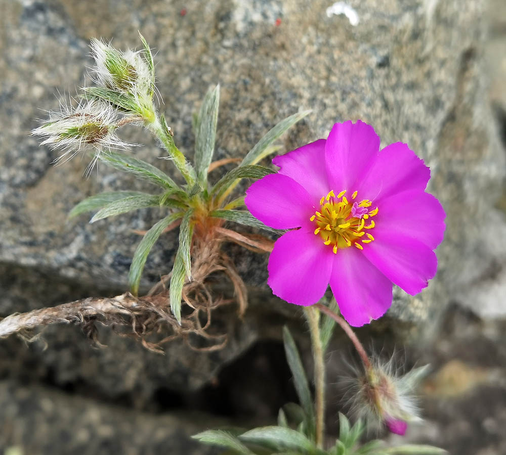 Montiopsis sericea en fleurs sur des dalles granitiques d'altitude dans les Andes